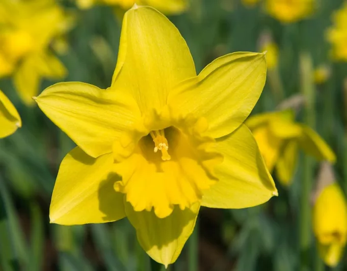 Narcissus Rijnveld's Early Sensation, Daffodil 'Rijnveld's Early Sensation', Trumpet Daffodil 'Rijnveld's Early Sensation', Trumpet Daffodil, Spring Bulbs, Spring Flowers, Trumpet Narcissus group, yellow flowers, spring flowering bulbs, award-winning daffodil