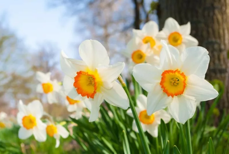 Narcissus Roulette,Daffodil Roulette, Large-Cupped Daffodil Roulette, Large-Cupped Daffodils, Spring Bulbs, Spring Flowers, Narcisse Roulette, Large-cupped Daffodil, Narcisse grande couronne, early spring daffodil, mid spring daffodil