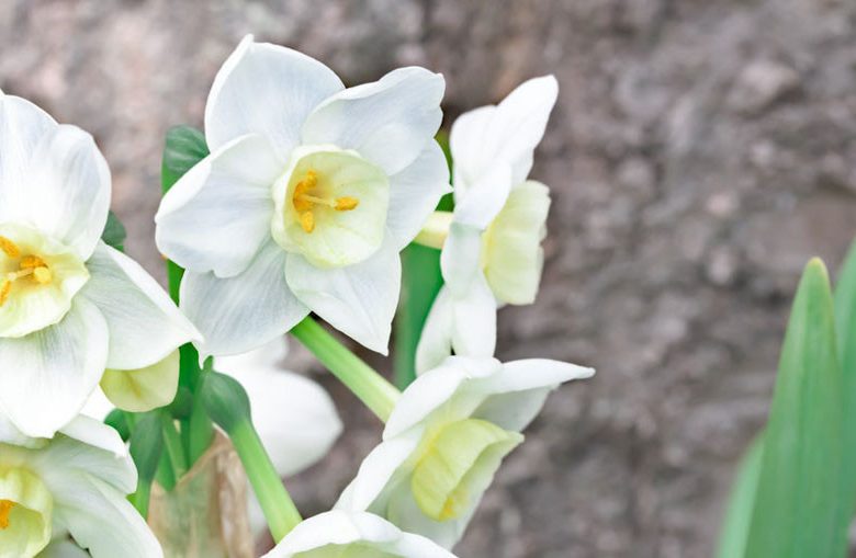 Narcissus Scilly White,Daffodil 'Scilly White', Paperwhite 'Scilly White', Narcissus 'Scilly Isles' White', Narcissus 'Sicily White', Spring Bulbs, Spring Flowers, fragrant daffodil, daffodil for indoor forcing, white Daffodils
