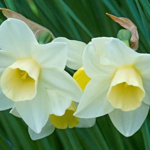 Narcissus Silver Smiles, Daffodil 'Silver Smiles', Jonquil 'Silver Smiles', Jonquil Daffodils, Jonquilla Daffodils, Spring Bulbs, Spring Flowers, white daffodil, fragrant daffodil