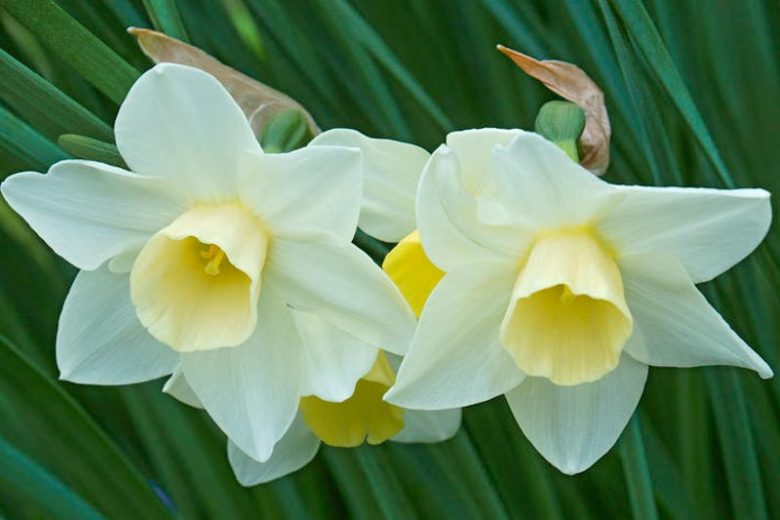 Narcissus Silver Smiles, Daffodil 'Silver Smiles', Jonquil 'Silver Smiles', Jonquil Daffodils, Jonquilla Daffodils, Spring Bulbs, Spring Flowers, white daffodil, fragrant daffodil