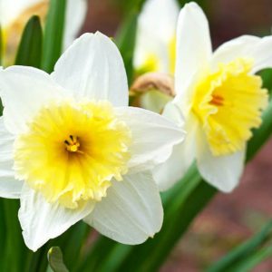 Narcissus Slim Whitman, Daffodil 'Slim Whitman', Large-Cupped Daffodil 'Slim Whitman', Narcissus 'Orange Ice Follies', Large-Cupped Daffodils, Spring Bulbs, Spring Flowers, Large-cupped Daffodil, Narcisse grande couronne, early spring daffodil, mid spring daffodil