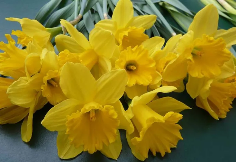 Narcissus 'Unsurpassable', Daffodil 'Unsurpassable', Trumpet Daffodil 'Unsurpassable', Narcissus 'Hortulanus Witte', Narcissus 'Insurpassable', Trumpet Daffodil, Spring Bulbs, Spring Flowers, Trumpet narcissus, Mid-season Daffodil, Mid Spring Daffodill