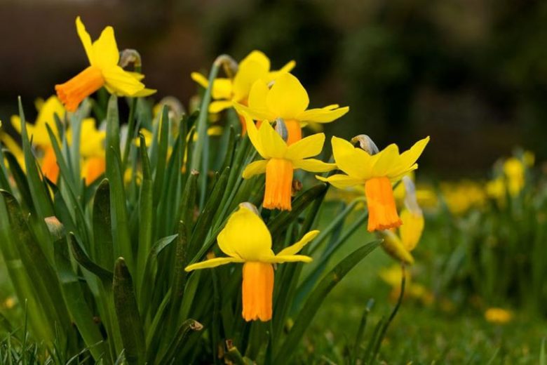 Daffodil 'Velocity', Cyclamineus Daffodil 'Velocity', Miniature Daffodil, Spring Bulbs, Spring Flowers