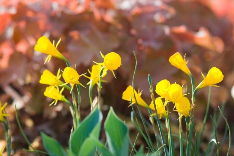 Narcissus bulbocodium 'Golden Bells',Hoop Petticoat Daffodil 'Golden Bells', Narcissus 'Golden Bells', Spring Bulbs, Spring Flowers, early spring daffodil, mid spring daffodil