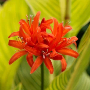 Nerine sarniensis, Guernsey Lily, Jersey Lily, Narcissus of Japan, Spider Lily, Fall Flowers, Orange Flowers, Orange Nerine