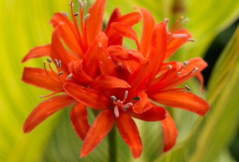 Nerine sarniensis, Guernsey Lily, Jersey Lily, Narcissus of Japan, Spider Lily, Fall Flowers, Orange Flowers, Orange Nerine