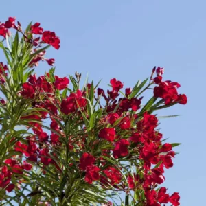Nerium Oleander 'Hardy Red', Oleander 'Hardy Red', Laurier Rose Hardy Red, Rose Bay Hardy Red, red Oleander, Hardy Oleander, Mediterranean plants, Mediterranean shrubs, Evergreen Shrubs