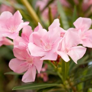 Nerium Oleander 'Petite Pink', Oleander 'Petite Pink', Laurier Rose 'Petite Pink', Rose Bay 'Petite Pink', Pink Oleander, Dwarf Oleander, Mediterranean plants, Mediterranean shrubs, Evergreen Shrubs
