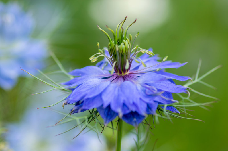 Nigella damascena 'Miss Jekyll Dark Blue' (Love-in-a-Mist)