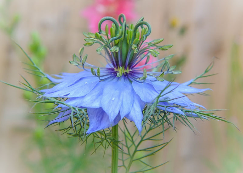 Gorgeous Nigella Miss Jekyll Landscape in 4K Gorgeous Nigella Miss Jekyll Landscape in 4K