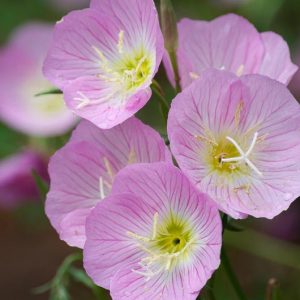 Oenothera Speciosa (Evening Primrose), Evening Primrose, Pink Ladies, White Evening Primrose, Pinkladies, Pink Evening Primrose, Showy Evening Primrose, Mexican Primrose, pink flowers, ground covers, grouncover, perennial ground cover