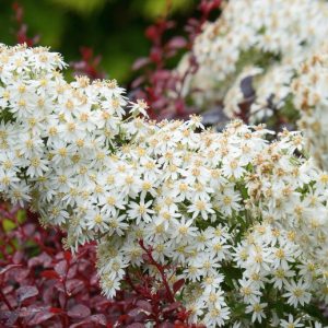 Olearia x scilloniensis, Daisy Bush, white flowers, evergreen shrub, fragrant flowers