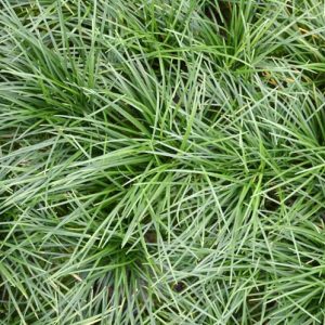 Ophiopogon japonicus, Mondo Grass, Dwarf Lilyturf, Dwarf Mondo Grass, Japanese Lilyturf, evergreen grass