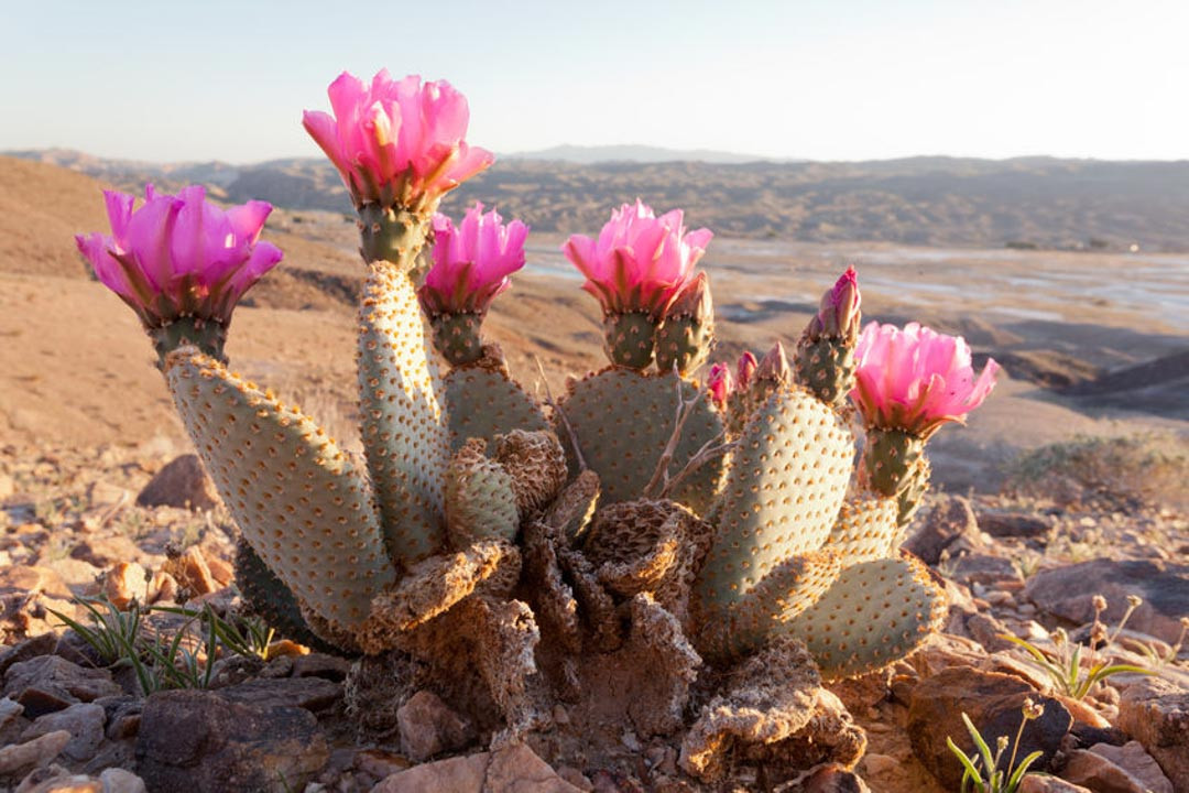 Opuntia basilaris (Beavertail Cactus)