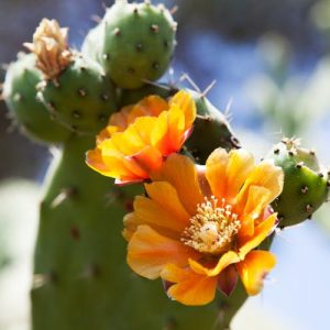 Opuntia ficus-indica, Smooth Mountain Prickly Pear, Indian Fig, Mission Cactus, Tuberous Prickly Pear, Nopal, succulent, cactus, drought tolerant plant