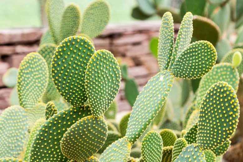 Opuntia macrocentra, Black-Spine Prickly Pear, Purple Prickly Pear, Red-joint Prickly Pear, Texas Santa Rita, succulent, cactus, drought tolerant plant
