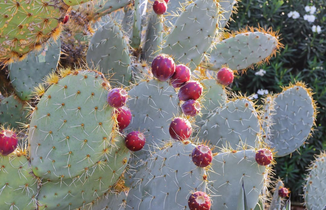 prickly pear cactus seed oil Botanical Beauty Prickly Pear Cactus Seed Oil  Chateau Cosmetics Botanical  Beauty