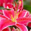 Fragrant lilies, Most fragrant lilies, Lilies for cutting, Oriental Lilies