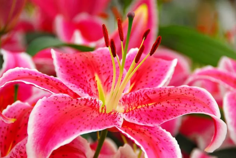 Oriental Lilies