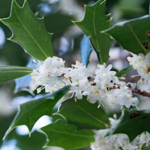 Osmanthus heterophyllus, Holly Osmanthus, Holly Olive, Chinese Holly, False Holly, Fragrant Shrub, Fragrant Tree