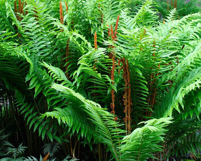 Osmunda Cinnamomea,Cinnamon Fern, Shade plants, shade perennial, plants for shade, plants for wet soils