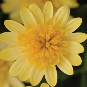 Osteospermum '4D Sunburst', African Daisy '4D Sunburst', Cape Daisy '4D Sunburst', 4D Series, evergreen perennial, evergreen shrub, Yellow flowers