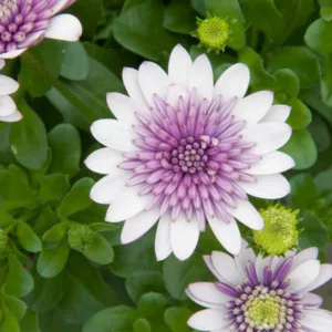 Osteospermum '4D Violet Ice', African Daisy '4D Violet Ice', Cape Daisy '4D Violet Ice', 4D Series, evergreen perennial, evergreen shrub, purple flowers, White flowers