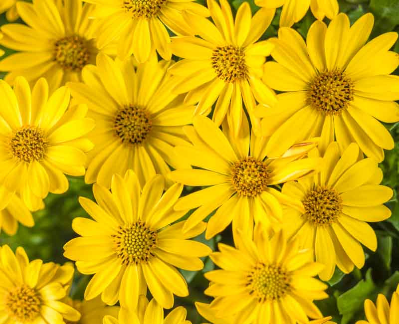 Osteospermum 'Bright Lights Yellow' (African Daisy)