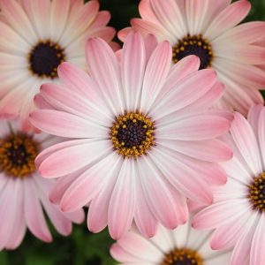 Osteospermum 'Serenity Pink Magic', African Daisy 'Serenity Pink Magic', Cape Daisy 'Serenity Pink Magic', Serenity Series, evergreen perennial, evergreen shrub, Pink flowers