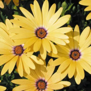 Osteospermum 'Lemon Symphony', African Daisy 'Lemon Symphony', Cape Daisy 'Lemon Symphony', Symphony Series, evergreen perennial, evergreen shrub, yellow flowers