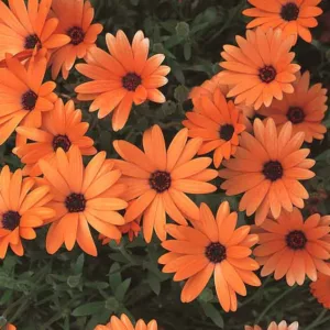 Osteospermum 'Orange Symphony', African Daisy 'Orange Symphony', Cape Daisy 'Orange Symphony', Symphony Series, evergreen perennial, evergreen shrub, Orange flowers