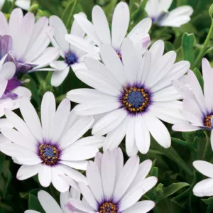 Osteospermum 'Soprano White', African Daisy 'Soprano White', Cape Daisy 'Soprano White', Soprano Series, evergreen perennial, evergreen shrub, white flowers