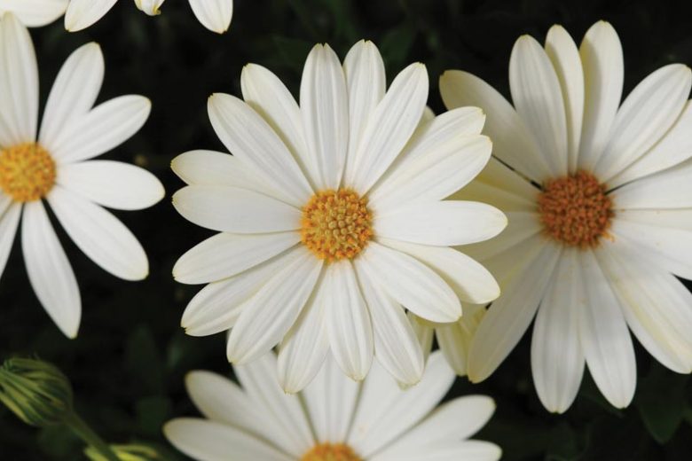 Osteospermum 'Voltage White', African Daisy 'Voltage White', Cape Daisy 'Voltage White', Voltage Series, evergreen perennial, evergreen shrub, white flowers