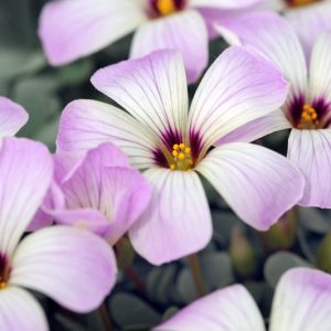 Oxalis adenophylla, Silver Shamrock, Chilean Oxalis, Pink Carpet Oxalis, Pink Buttercups, Pink Sauerklee, Sandoxalis, Sauer Klee, Pink flowers