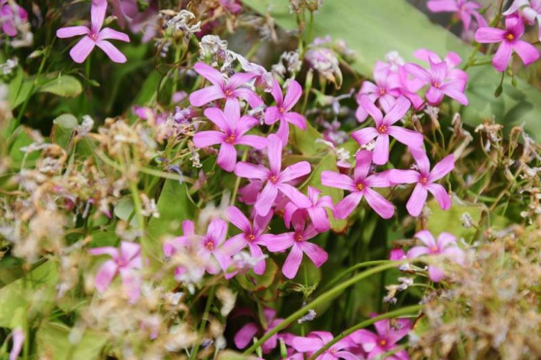 Oxalis crassipes 'Rosea', Oxalis Strawberry, Pink Wood Sorrel, Pink flowers, Foliage Plant