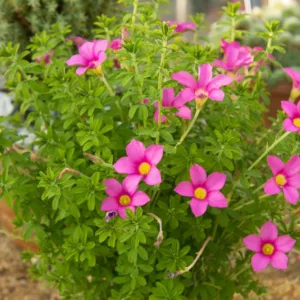 Oxalis hirta, Oxalis Strawberry, Pink Wood Sorrel, Pink flowers, Foliage Plant