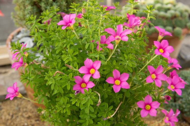 Oxalis hirta, Oxalis Strawberry, Pink Wood Sorrel, Pink flowers, Foliage Plant