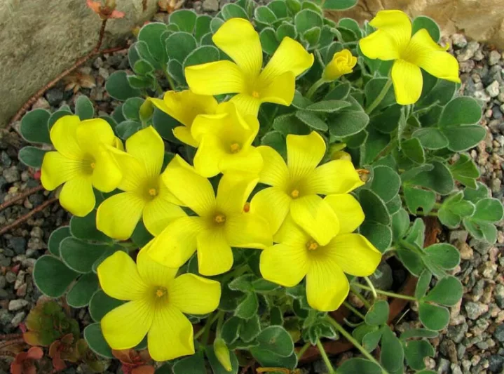 Oxalis purpurea 'Ken Aslet', Oxalis melanosticta, Yellow flowers, Foliage Plant