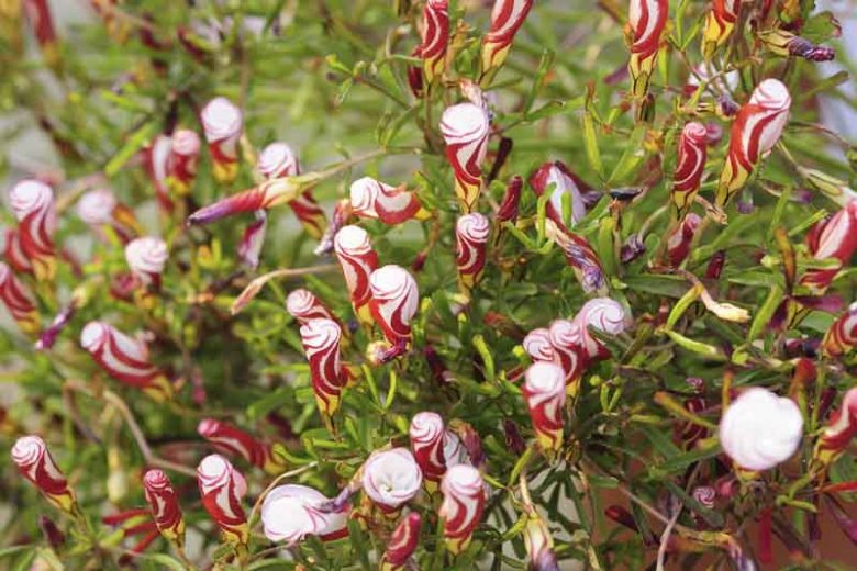 Oxalis versicolor, Candy Cane Sorrel, Striped-Flowered Wood Sorrel, Pink flowers, Bicolor flowers
