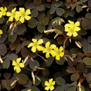 Oxalis vulcanicola 'Zinfandel', Yellow flowers, Purple Foliage