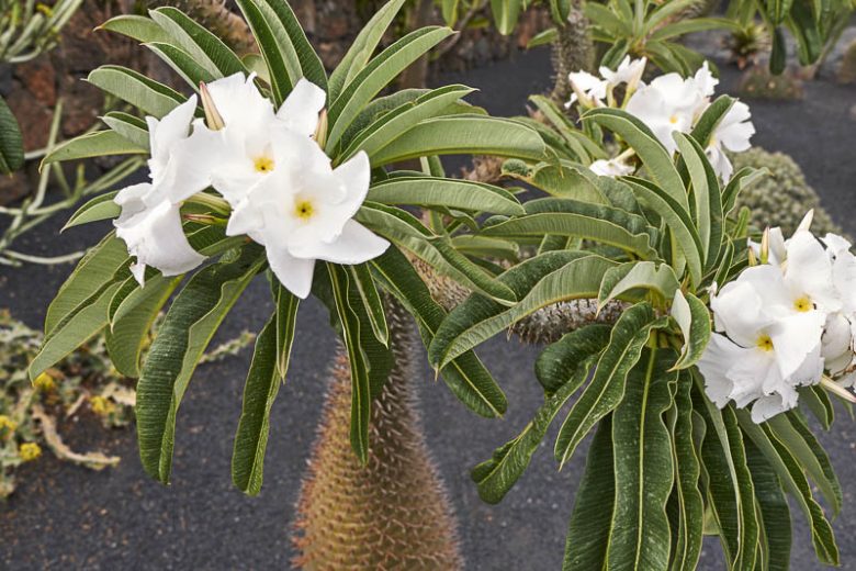 Pachypodium lamerei, Madagascar Palm, Club Foot, Succulent Shrub