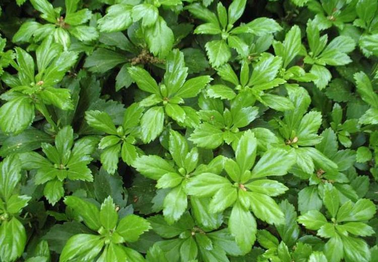 Pachysandra Terminalis 'Green Carpet', Japanese Spurge 'Green Carpet', Evergreen perennial, evergreen groundcover, Shade perennials, Plants for shade