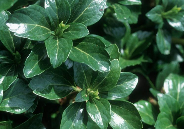 Pachysandra Terminalis 'Green Sheen', Japanese Spurge 'Green Sheen', Evergreen perennial, evergreen groundcover, Shade perennials, Plants for shade