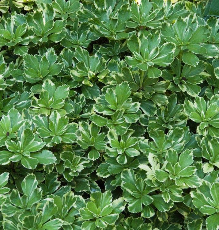 Pachysandra terminalis 'Silver Edge' (Japanese Spurge)