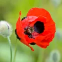 Papaver Commutatum 'Ladybird',Poppy 'Ladybird', Ladybug Poppy, 'Ladybird' Poppy, Red flowers