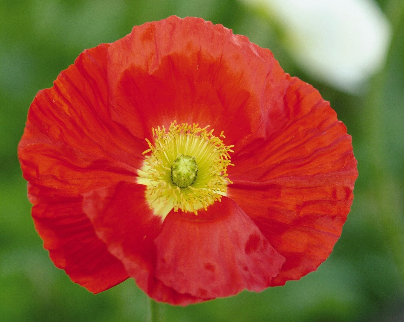 Papaver nudicaule 'Champagne Bubbles Scarlet' (Iceland Poppy), image size:1350x1076
