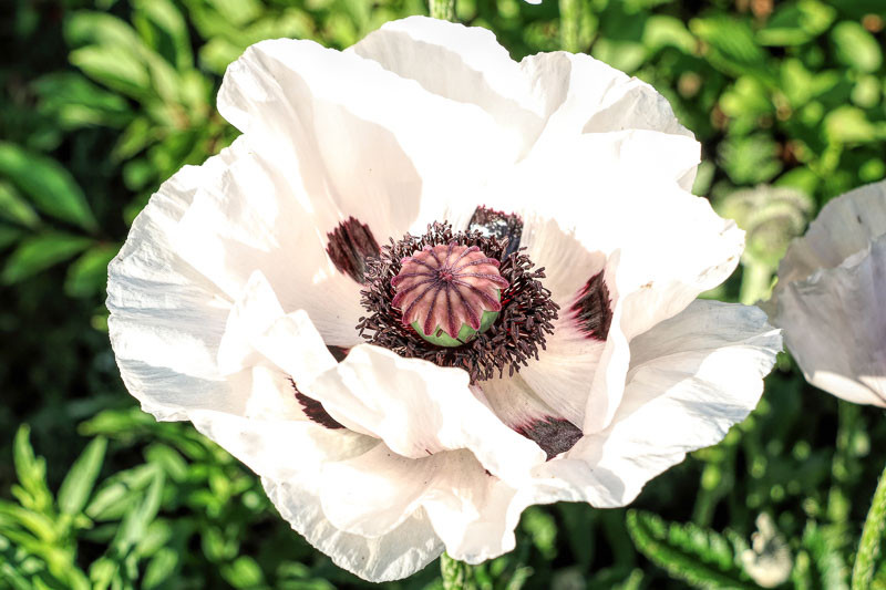 Papaver Orientale 'Royal Wedding', Oriental Poppy 'Royal Wedding', Poppy 'Royal Wedding', White Poppy, White Oriental Poppy, White Papaver Orientale