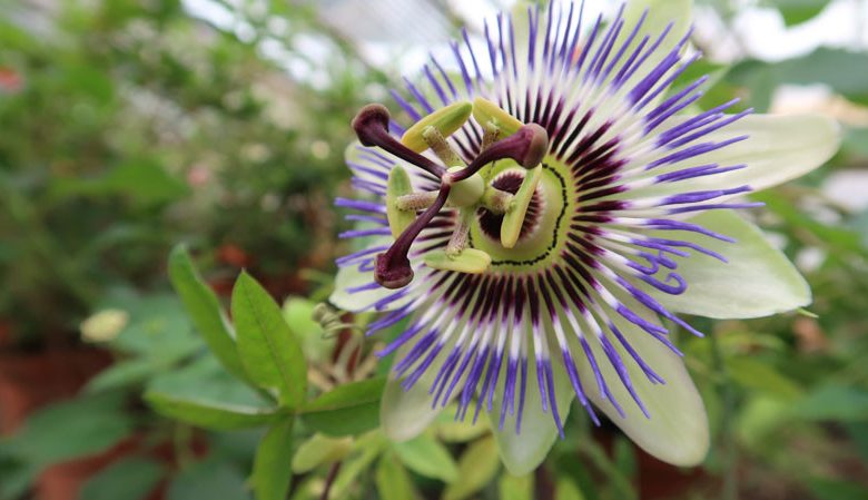 Passiflora 'Party Animal', Passion Flower Party Animal, Party Animal Passion Vine, Party Animal Passionflower, Party Animal Passionvine, Blue Vines, Mediterranean Vines, Blue Flowers, Evergreen Vines