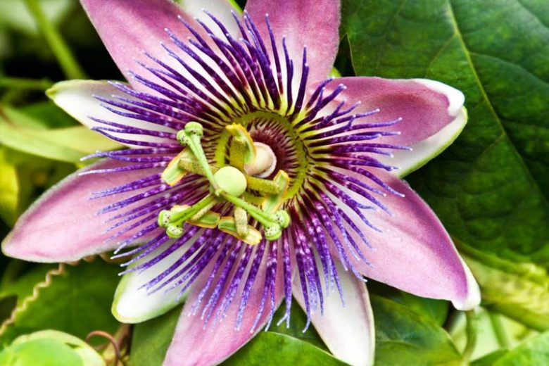 Passiflora x alato-caerulea, Passion Flower, Passion Vine, Passion flower, Passionvine, Passiflora x belotii, Pink Vines, Mediterranean Vines